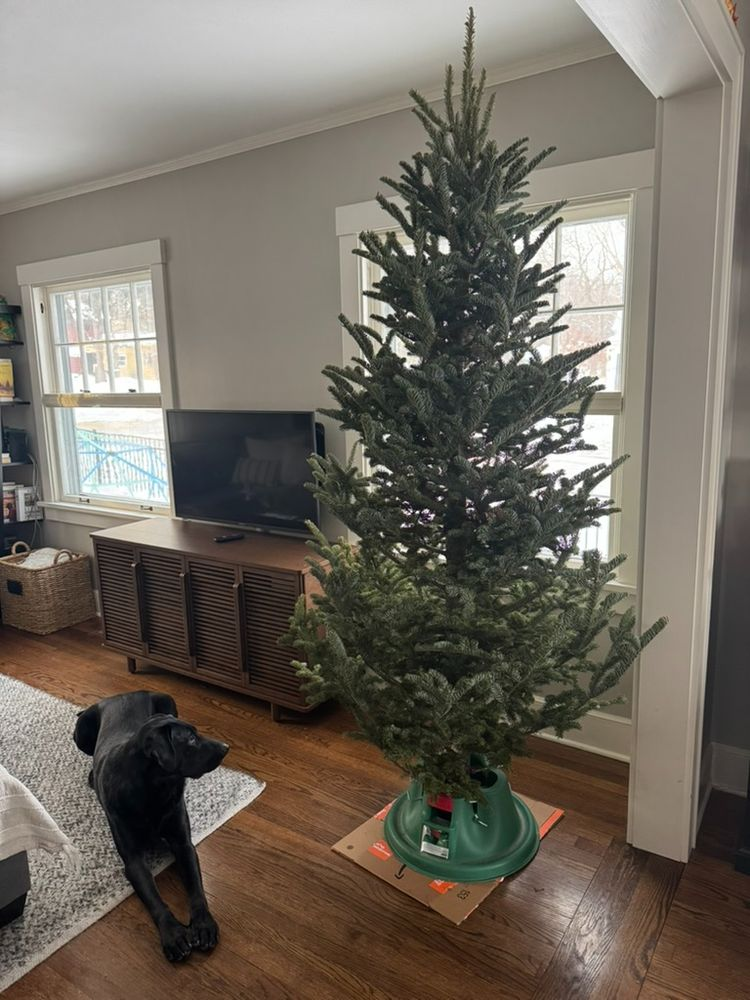 an undecorated xmas tree in a living room, held upright by an xmas tree stand that sits atop an amazon box. A big black lab lies next to the tree.